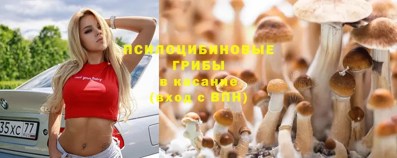 Галлюциногенные грибы Psilocybe  Мещовск 